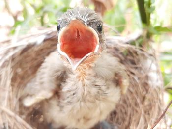 Close-up of young bird in nest