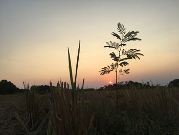 Plants growing on field against sky during sunset