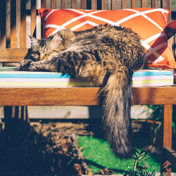 Close-up of cat on bed