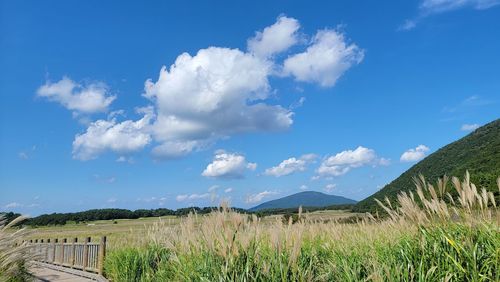 Scenic view of field against blue sky