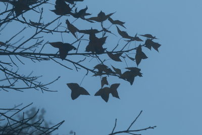 Low angle view of silhouette tree against sky