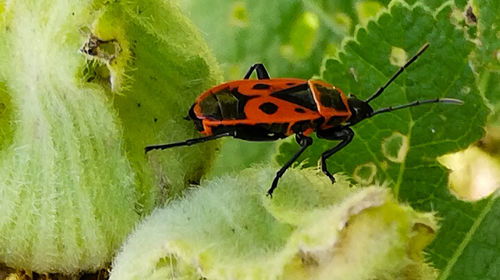 Close-up of insect on flower
