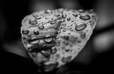 Close-up of raindrops on leaf