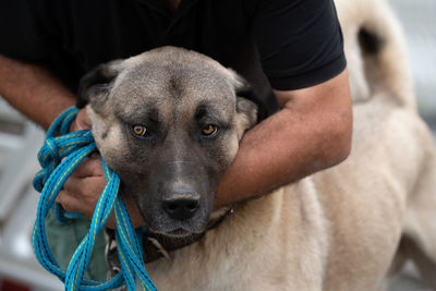 Midsection of man with dog