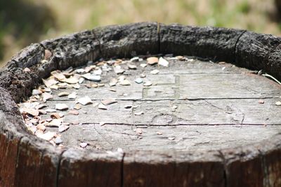 Close-up of tree stump