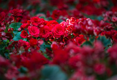 Close-up of red flowering plants