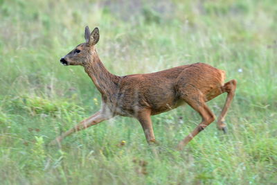 Deer standing on field