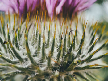 Close-up of dandelion on field