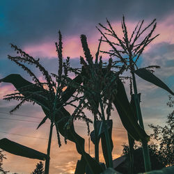 Close-up of silhouette plant against sky at sunset