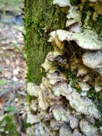 Close-up of mushrooms growing on tree trunk