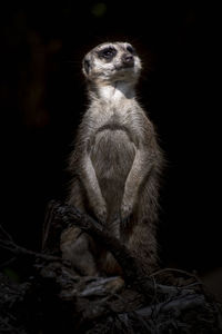 Portrait of lion looking away over black background