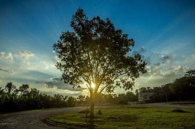 Trees on field against sky during sunset