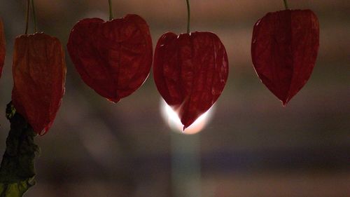 Close-up of heart shaped flowers