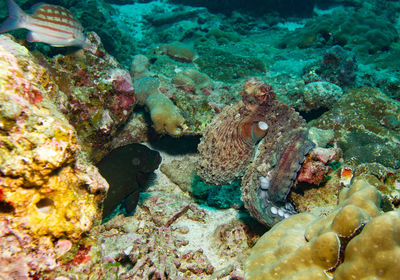 Close-up of coral in sea