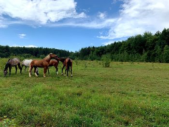 Horses on a field