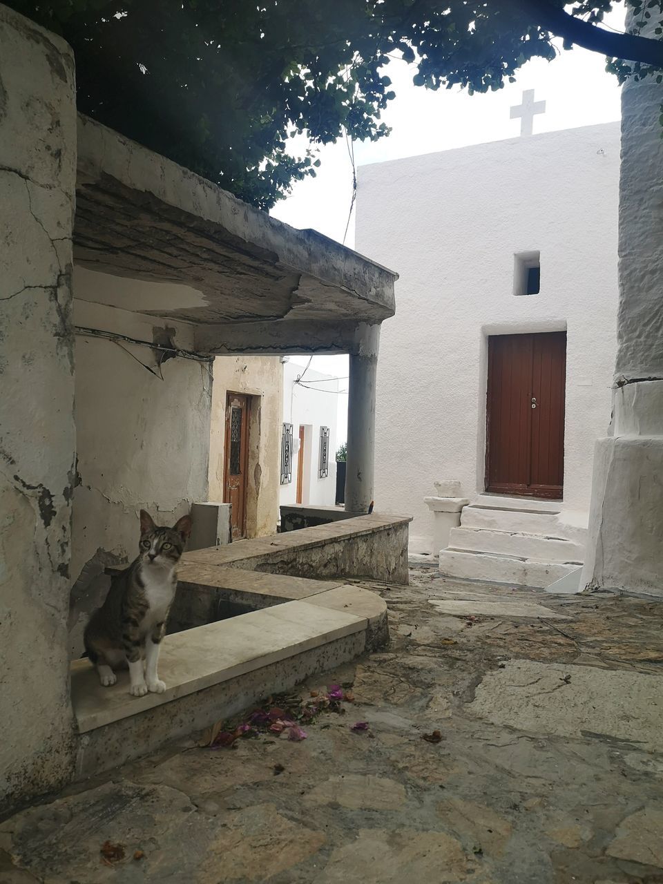 architecture, built structure, building exterior, house, building, wall, home, no people, window, residential district, nature, history, day, ancient history, abandoned, old, cottage, entrance, domestic animals, outdoors, door, wood, pet, the past, animal themes, sky, animal