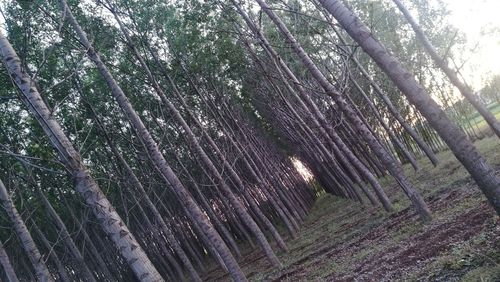 Full frame shot of bamboo trees in forest