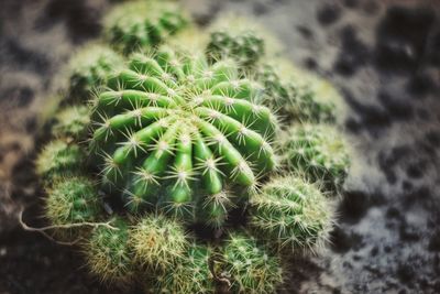 High angle view of cactus plant growing on field