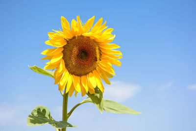 Close-up of sunflower