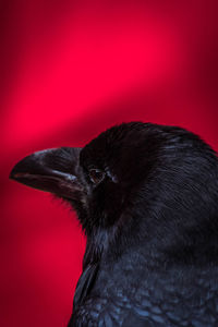 Close-up of a bird against red background