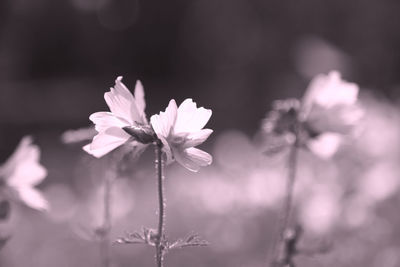 Close-up of pink flowers blooming outdoors