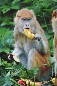 Monkey eating food