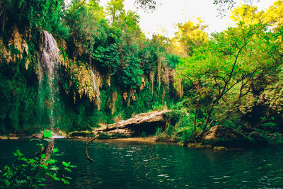 Scenic view of lake amidst trees in forest