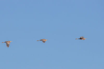 Low angle view of birds flying in sky