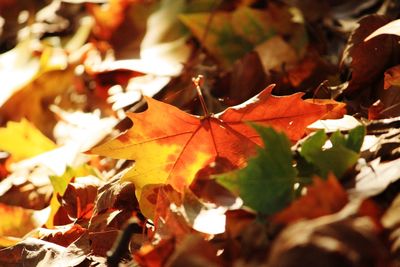 Close-up of maple leaves