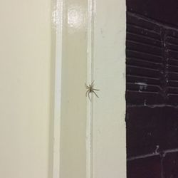 Close-up of spider on wall