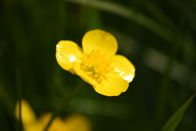 Close-up of yellow flower blooming outdoors