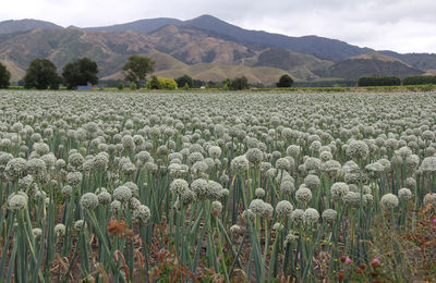 Scenic view of agricultural field against sky