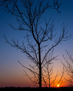 Silhouette of bare trees at sunset