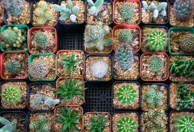 Full frame shot of succulent plants