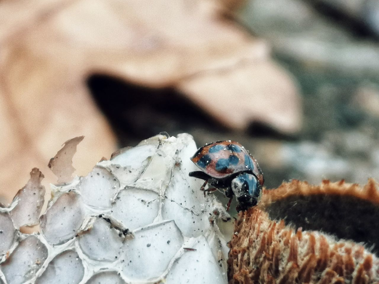 CLOSE-UP OF LADYBUG