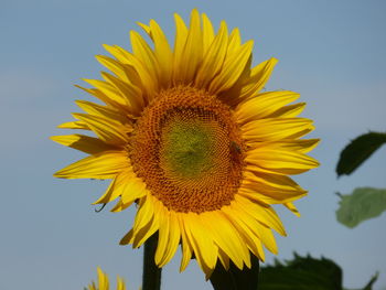 Close-up of sunflower against sky