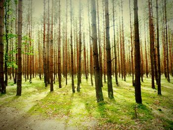 Pine trees in forest