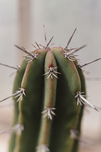 Close-up of succulent plant