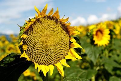 Close-up of sunflower