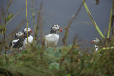 Close-up of bird