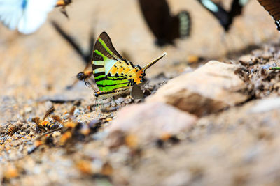 Close-up of butterfly on leaf