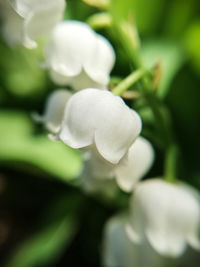 Close-up of white flowering plant