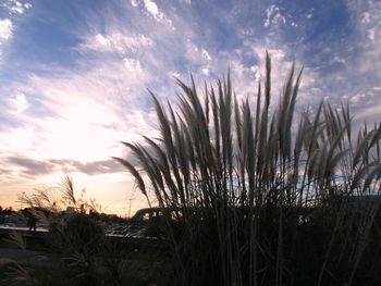 Scenic view of field against sky at sunset