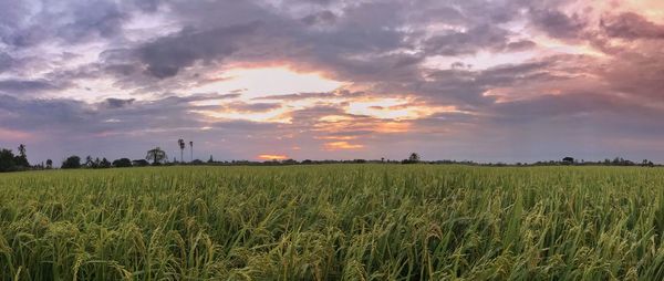 Scenic view of agricultural field against sky during sunset