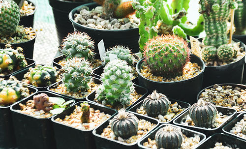 High angle view of succulent plants