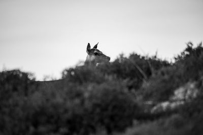 View of horse on field against sky