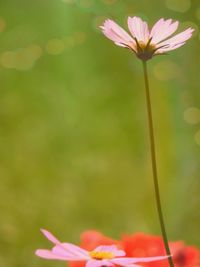 Close-up of flowering plant