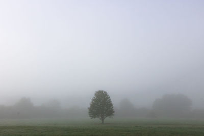 Trees on field against clear sky