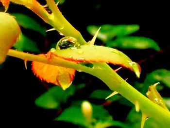Close-up of insect on yellow leaf