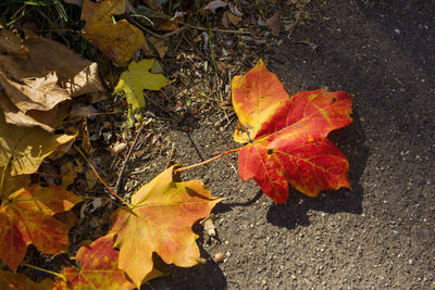 leaf